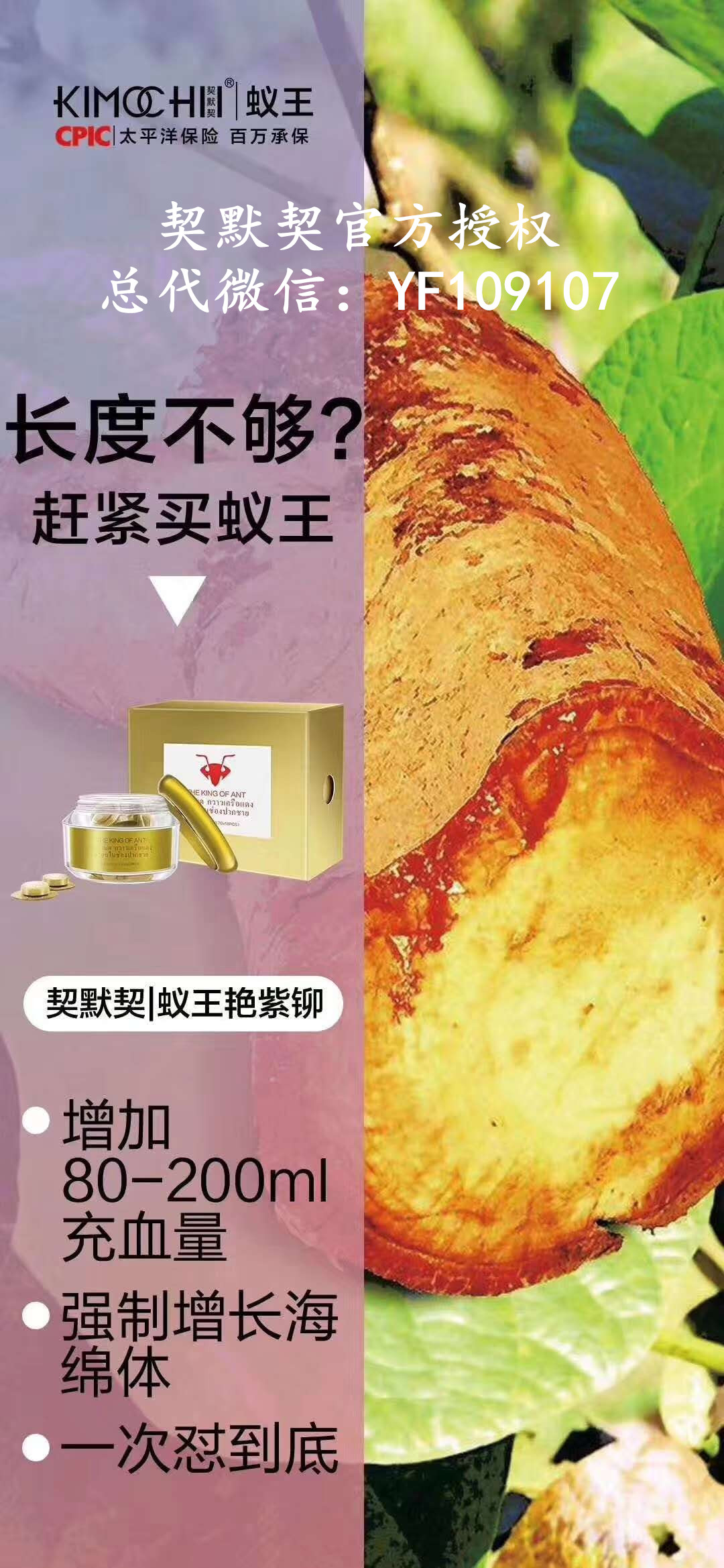 用契默契蚁王72天,媳妇看丁丁的眼神都变了